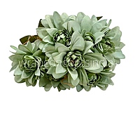 Dahlia Bunch with Leaves-Milky White