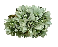 Dahlia Bunch with Leaves-Milky White