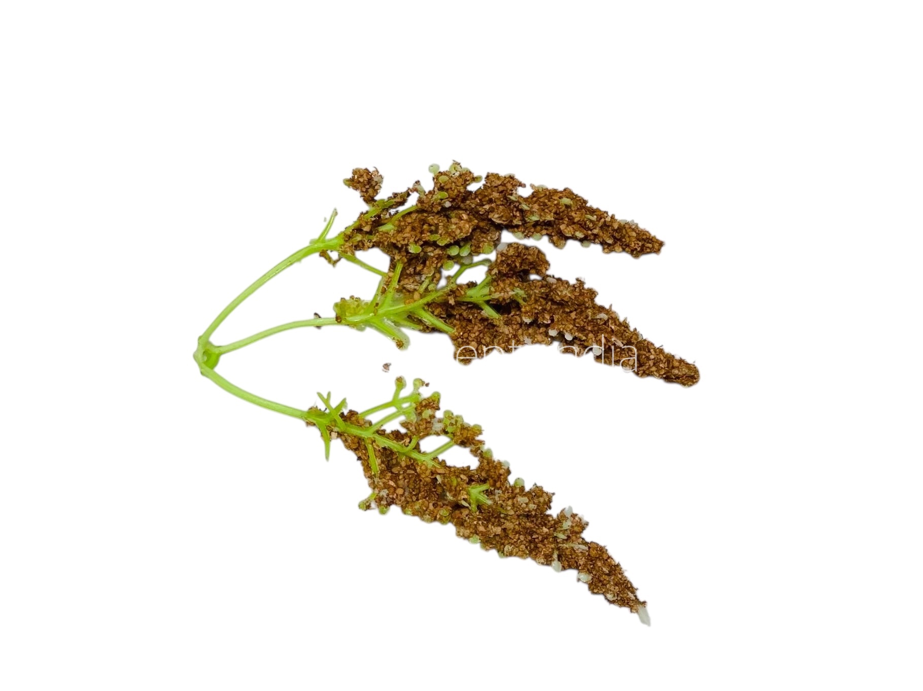 Trio Frosted Fern Leaves - Coffee