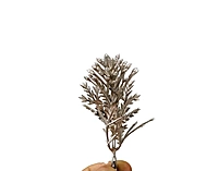 Champagne Willow Filler Leaves