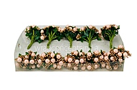 Light Peach & Gold Pearl Pollen