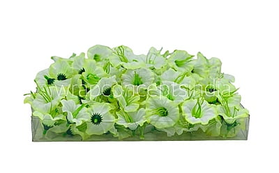 White & Lime Shaded Lily