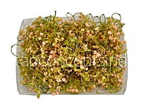 Salmon Baby Breath Florets