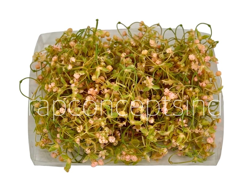 Salmon Baby Breath Florets