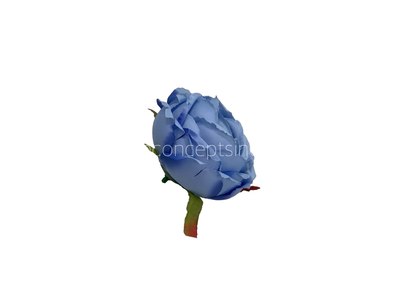 Cornflower Blue Peony