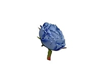 Cornflower Blue Peony