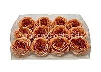 Small Ornate Peony-Blush