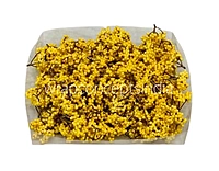 Yellow Small Fern