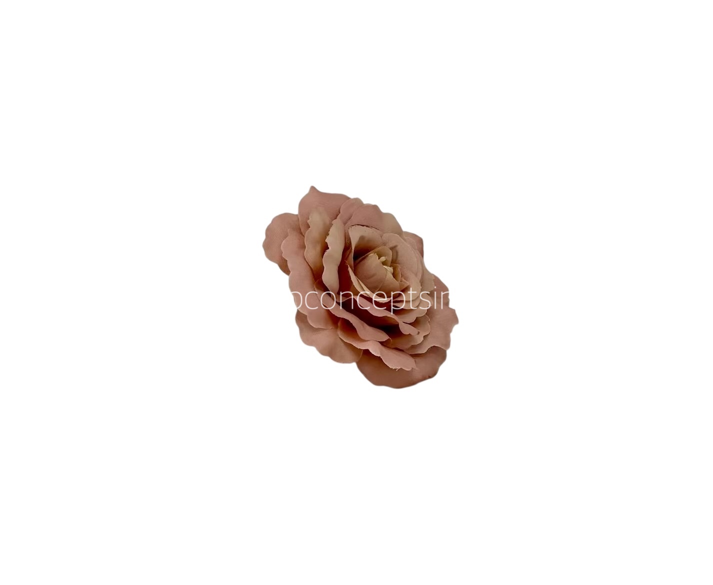 Almond Open Rose