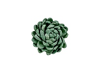 Seafoam Sola Wood Lillian