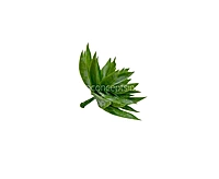 Faux Star Succulent - Light Green