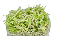 Trio Frosted Fern Leaves - Ivory