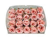 Candlelight Peach Roses