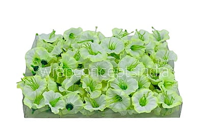 White & Lime Shaded Lily