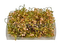 Salmon Baby Breath Florets