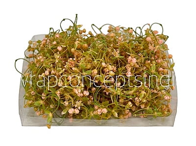 Salmon Baby Breath Florets