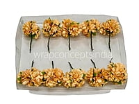 Pumpkin Aubrieta Flower