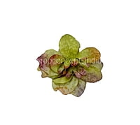 Moss Green Shaded Petunias