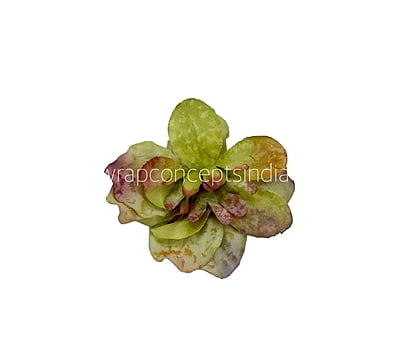 Moss Green Shaded Petunias Moss Green Shaded Petunias