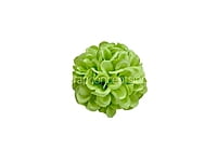 Lime Carnation