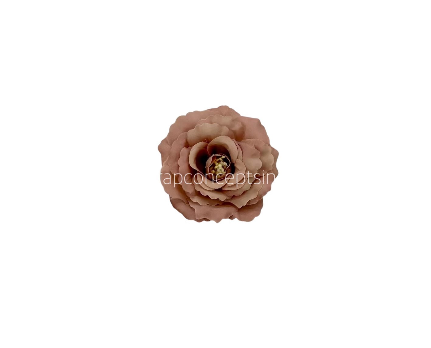 Almond Open Rose
