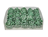 Seafoam Sola Wood Lillian