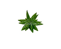 Faux Star Succulent - Light Green