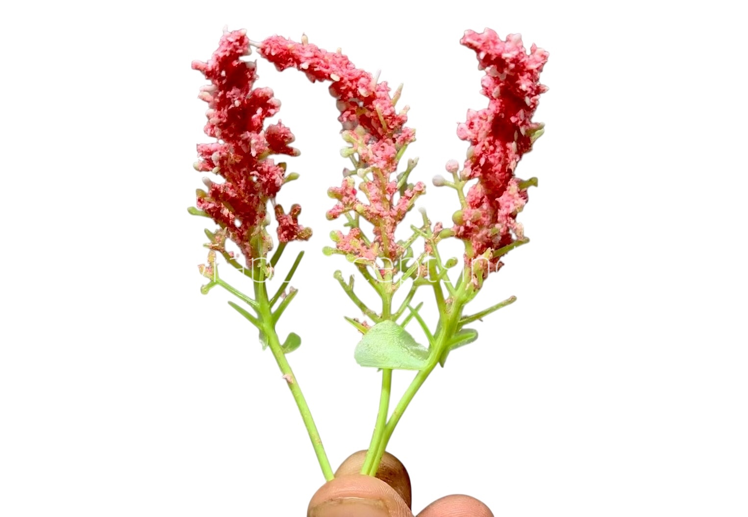 Trio Frosted Fern Leaves - Flamingo