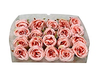 Candlelight Peach Roses