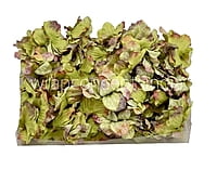 Moss Green Shaded Petunias