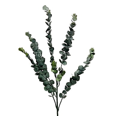 Long Eucalyptus Leaves Bunch