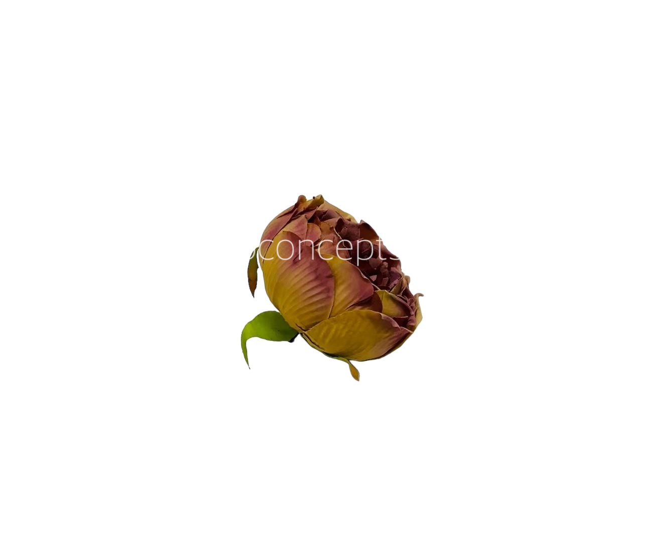 Tawny with Hints of Dusky Pink Peony