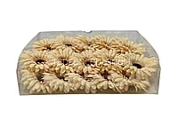 Creamish Yellow Sunflower