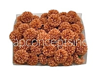 Small Carnation - Tan