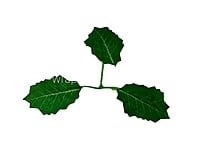 Dark Green Birch Leaves