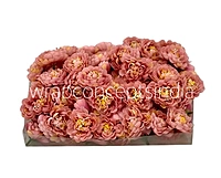 Blush Small Dahlias