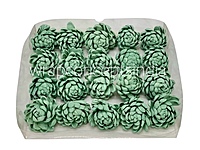 Seafoam Sola Wood Lillian