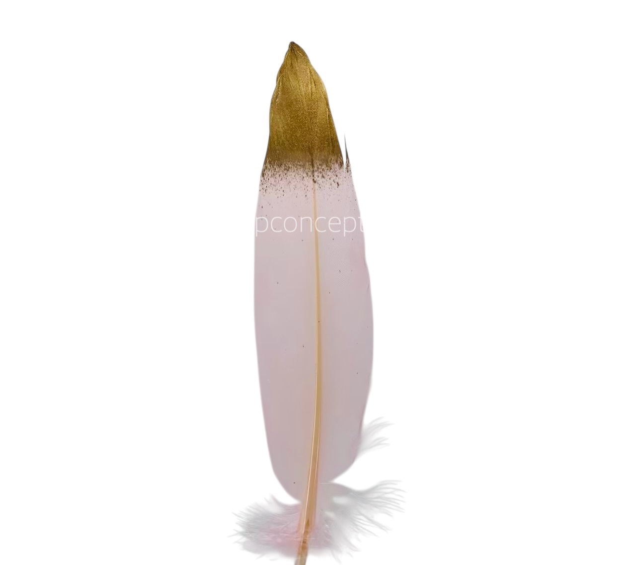 Faux Feather with Gold Edges