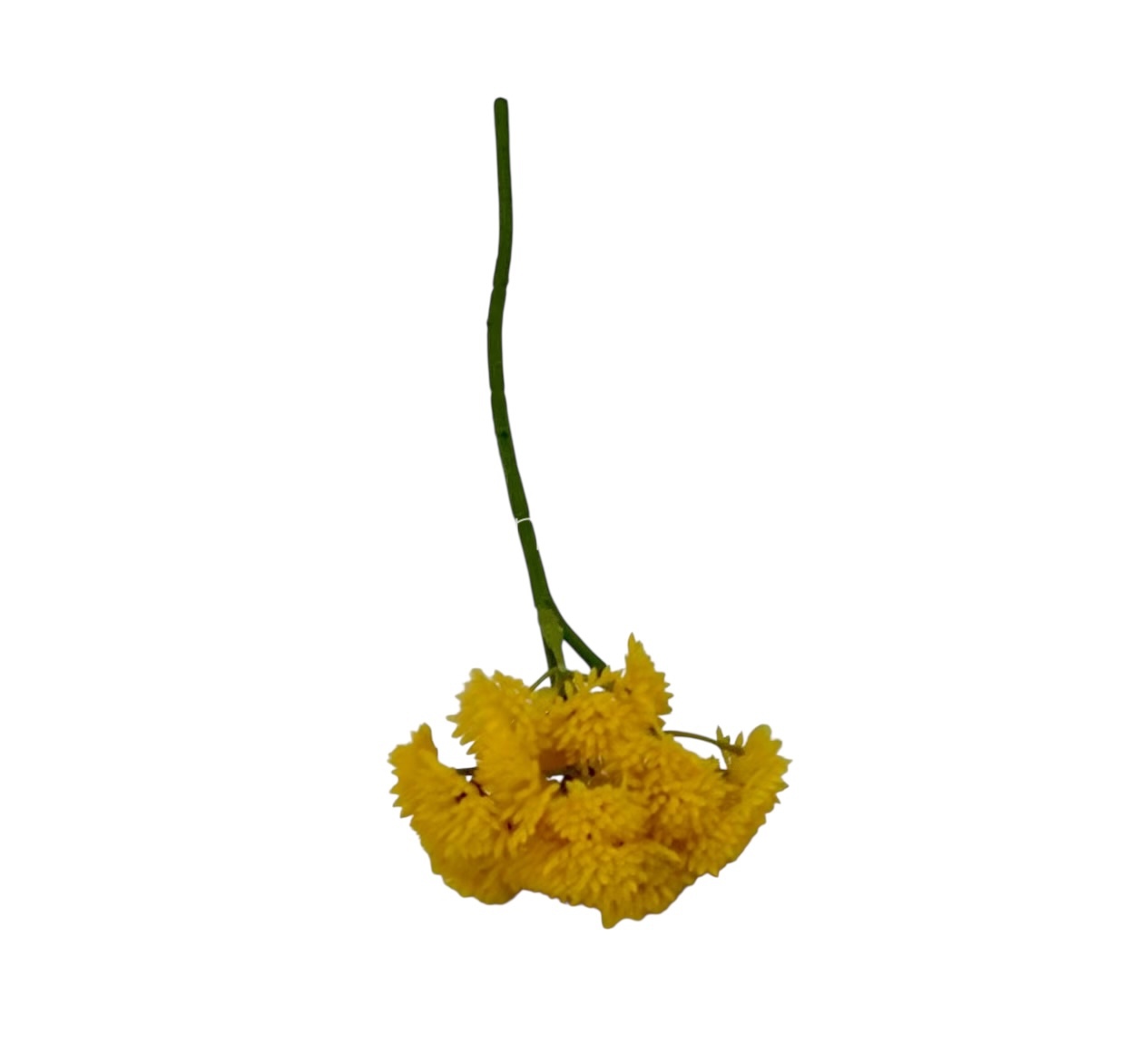 Cacti Flowers  Bunch