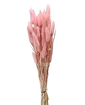 Preserved Bunny Tails