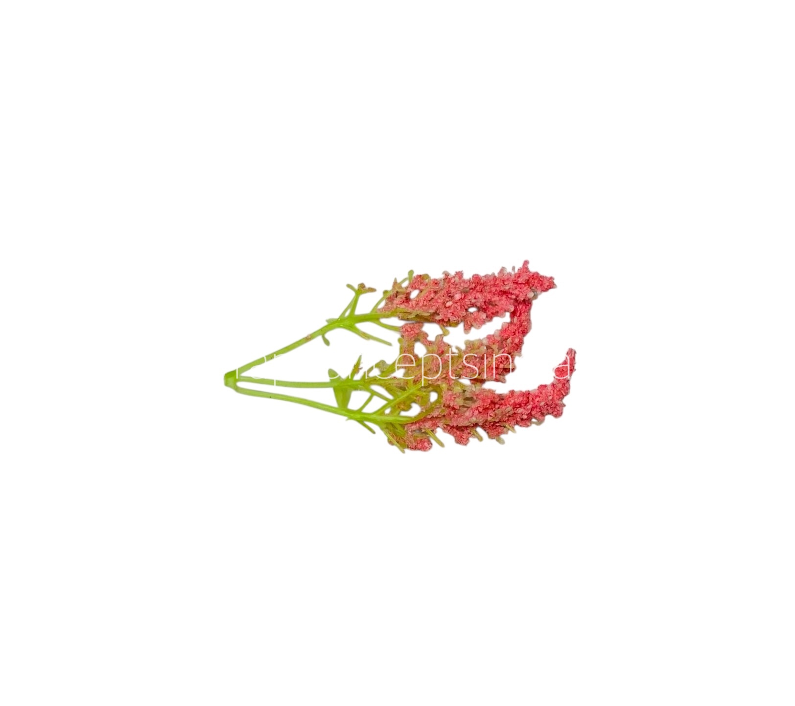 Trio Frosted Fern Leaves - Flamingo