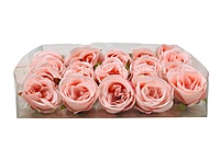 Candlelight Peach Roses