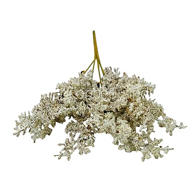 Frosted Plum Blossom Spray