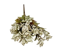 Frosted Wildflower Bush-Wine