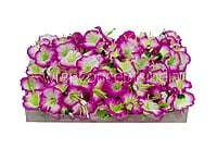 White & Magenta Shaded Lily