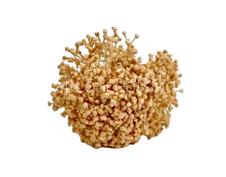 Baby Breath's Bunch
