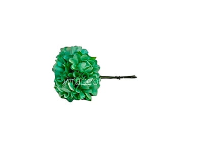 Cyan Aubrieta Flower