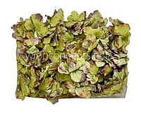 Moss Green Shaded Petunias