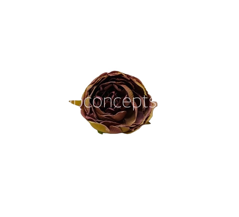 Tawny with Hints of Dusky Pink Peony