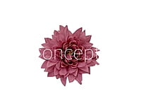 Cerise Dahlia Flower